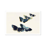 Japanese Blue Butterflies too - Kamisaka Sekka Art Print / Canvas Four Blue Black Butterflies Yellow Accents Painted Delicate Kamisaka