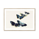 Japanese Blue Butterflies too - Kamisaka Sekka Art Print - Posters Prints & Visual Artwork