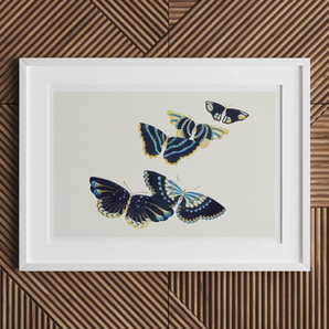 Japanese Blue Butterflies too - Kamisaka Sekka Art Print, Framed Artwork Blue White Butterflies Flight