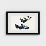Japanese Blue Butterflies too - Kamisaka Sekka Art Print / Canvas Black-framed Artwork Illustration Four Navy Wings, Japan’s Artistic
