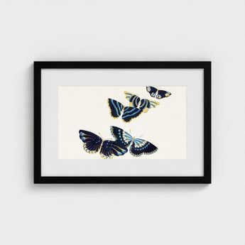 Japanese Blue Butterflies too - Kamisaka Sekka Art Print / Canvas Black-framed Artwork Illustration Four Navy Wings, Japan’s Artistic