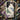Japanese Butterflies 2 - Kamisaka Sekka Phone Case Sekka’s, Iphone, Delicate Choreography Unfolds
