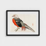 Japanese Pheasant - Kono Bairei Kacho-e Bird Art Print / Canvas Kōno Bairei’s Majestic, Meiji-era Kacho-ga Artistry, Prints