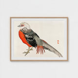 Japanese Pheasant - Kono Bairei Kacho-e Bird Art Print / Canvas Kōno Bairei’s Majestic, Meiji-era Kacho-ga Artistry, Prints