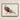 Framed Artwork Detailed Illustration Pheasant Vibrant Orange Breast Kōno Bairei’s Majestic Japanese, Meiji-era Kacho-ga Artistry, Bird Art