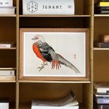 Japanese Pheasant - Kono Bairei Kacho-e Bird Art Print / Canvas Framed Watercolor Painting Gray Orange Pheasant Kōno Bairei’s Majestic