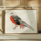 Japanese Pheasant - Kono Bairei Kacho-e Bird Art Print / Canvas Framed Watercolor Painting Pheasant Red Breast Feathers Gray-speckled Kōno