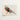 Vibrant Red Gray Pheasant Illustration Printed Cream-colored Paper Kōno Bairei’s Majestic Japanese, Meiji-era Kacho-ga Artistry, Bird Art