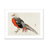 Japanese Pheasant - Kōno Bairei Kacho-e Bird Art Print, Red-breasted Pheasant Gray Black Feathers Traditional Japanese Art