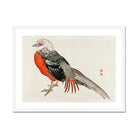 Japanese Pheasant - Kōno Bairei Kacho-e Bird Art Print Posters Prints & Visual Artwork