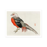 Japanese Pheasant - Kōno Bairei Kacho-e Bird Art Print, Red-breasted Pheasant Gray Black Feathers Traditional Asian Art