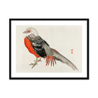 Japanese Pheasant - Kōno Bairei Kacho-e Bird Art Print Posters Prints & Visual Artwork