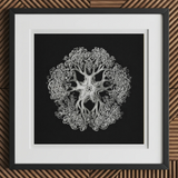 Jellyfish - Ernst Haeckel Ocean Life Art Print, 12x12’’ / 31x31cm / Black Frame / 2’’ Matboard, Framed Black White Intricate Tree-like
