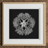 Jellyfish - Ernst Haeckel Ocean Life Art Print, 12x12’’ / 31x31cm / Natural Frame / 2’’ Matboard, Framed Black White Print Tree-like Mandala