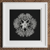 Jellyfish - Ernst Haeckel Ocean Life Art Print, 12x12’’ / 31x31cm / White Frame / 2’’ Matboard, Framed Black White Tree-like Mandala Art