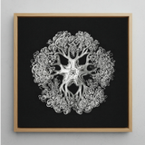 Jellyfish - Ernst Haeckel Ocean Life Art Print / Canvas, 12x12’’ / 31x31cm / Natural Frame, Posters Prints & Visual Artwork, Toby Leon