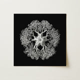 Jellyfish - Ernst Haeckel Ocean Life Art Print / Canvas, 12x12’’ / 31x31cm / Unframed / no Border, Posters Prints & Visual Artwork, Toby