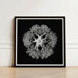 Jellyfish - Ernst Haeckel Ocean Life Art Print / Canvas Black-framed Artwork Detailed White Line Ornate Symmetrical Mandala-like