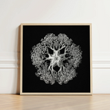 Jellyfish - Ernst Haeckel Ocean Life Art Print / Canvas Framed Black-and-white Artwork Intricate Symmetrical Design Stylized Sea