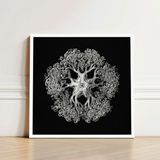 Jellyfish - Ernst Haeckel Ocean Life Art Print / Canvas Framed Black-and-white Illustration Intricately Detailed Symmetrical Mandala-like