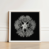 Jellyfish - Ernst Haeckel Ocean Life Art Print / Canvas Framed Black-and-white Artwork Intricate Symmetrical Mandala-like Design Patterns