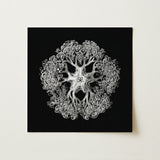 Jellyfish - Ernst Haeckel Ocean Life Art Print / Canvas Black Canvas Detailed Silver Etched Illustration Ornate Symmetrical Mesmerizing