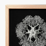 Jellyfish - Ernst Haeckel Ocean Life Art Print / Canvas Detailed Silver Ink Illustration Ornate Symmetrical Tree-like Design Mesmerizing