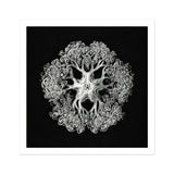 Jellyfish - Ernst Haeckel Ocean Life Art Print, Delicate Black White Jellyfish Intricate Lace-like Tentacles Arranged