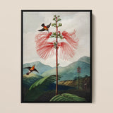 Large Flowering Sensitive Plant - Robert John Thornton Art Print / Canvas, 12x16’’ / 31x41cm / Black Frame, Posters Prints & Visual