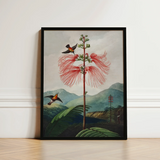 Large Flowering Sensitive Plant - Robert John Thornton Art Print / Canvas Framed Botanical Illustration Tall Slender Tree Vibrant Red,