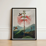 Large Flowering Sensitive Plant - Robert John Thornton Art Print / Canvas Framed Botanical Illustration Tall Slender Red Flower Feathery,