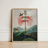 Large Flowering Sensitive Plant - Robert John Thornton Art Print / Canvas Framed Botanical Illustration Tall Slender Tree Vibrant Red,