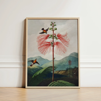 Large Flowering Sensitive Plant - Robert John Thornton Art Print / Canvas Framed Botanical Illustration Tall Slender Tree Vibrant Red,