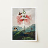 Large Flowering Sensitive Plant - Robert John Thornton Art Print / Canvas Framed Botanical Illustration Tall Vibrant Red Flower Feathery,