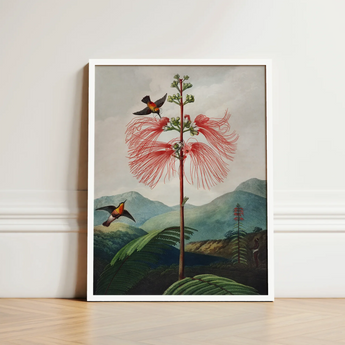 Large Flowering Sensitive Plant - Robert John Thornton Art Print / Canvas Framed Botanical Illustration Tall Slender Tree Vibrant Red,