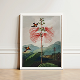 Large Flowering Sensitive Plant - Robert John Thornton Art Print / Canvas Framed Botanical Illustration Vibrant Red Feathery-flowered Tree