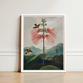 Large Flowering Sensitive Plant - Robert John Thornton Art Print / Canvas Framed Botanical Illustration Vibrant Red Feathery-flowered Tree
