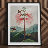 Large Flowering Sensitive Plant - Robert John Thornton Art Print / Canvas, 24x32’’ / 61x81cm / Black Frame / Matboard, Posters Prints &
