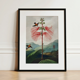 Large Flowering Sensitive Plant - Robert John Thornton Art Print / Canvas Framed Botanical Illustration Vibrant Red Feathery Flower Two