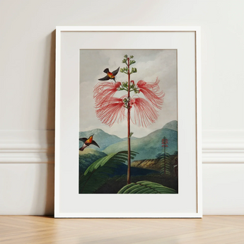 Large Flowering Sensitive Plant - Robert John Thornton Art Print / Canvas Framed Botanical Illustration Vibrant Red Feathery Flower Two