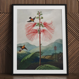 Large Flowering Sensitive Plant - Robert John Thornton Art Print / Canvas Framed Botanical Illustration Vibrant Red Feathery Flower Two