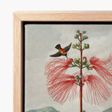 Large Flowering Sensitive Plant - Robert John Thornton Art Print / Canvas Framed Botanical Illustration Vibrant Red Flower Delicate