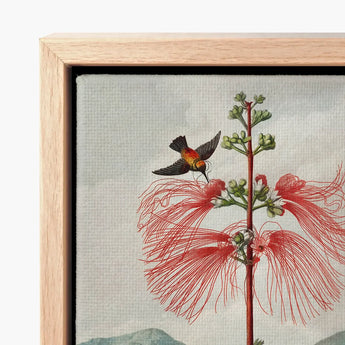 Large Flowering Sensitive Plant - Robert John Thornton Art Print / Canvas Framed Botanical Illustration Vibrant Red Flower Delicate