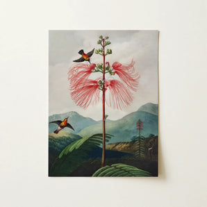 Large Flowering Sensitive Plant - Robert John Thornton Art Print / Canvas Rectangular Art Print Vibrant Red Feathery-flowered Tree Two