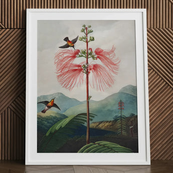 Large Flowering Sensitive Plant - Robert John Thornton Art Print / Canvas, 24x32’’ / 61x81cm / White Frame / Matboard, Posters Prints &