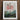 White-framed Botanical Illustration Print Vibrant Red Tree Two Robert John Thornton, Large-flowering Sensitive Plant, Thornton’s