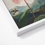 Large Flowering Sensitive Plant - Robert John Thornton Art Print / Canvas White Framed Vibrant Hummingbird Orange Black Plumage,