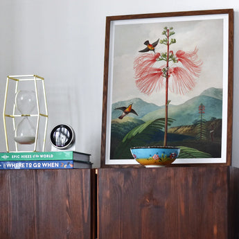 Large Flowering Sensitive Plant - Robert John Thornton Art Print, Framed Artwork Hummingbirds Pink Plant Mountains