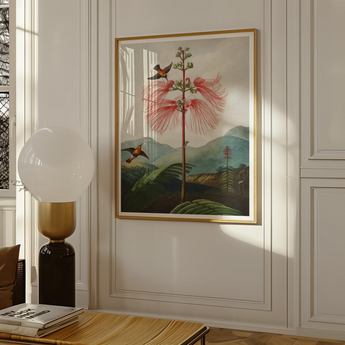 Large Flowering Sensitive Plant - Robert John Thornton Art Print, Framed Botanical Artwork Hummingbirds Plant Pink Blooms