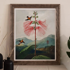 Large Flowering Sensitive Plant - Robert John Thornton Art Print, Framed Botanical Illustration Plant Red Feathery Blooms Two